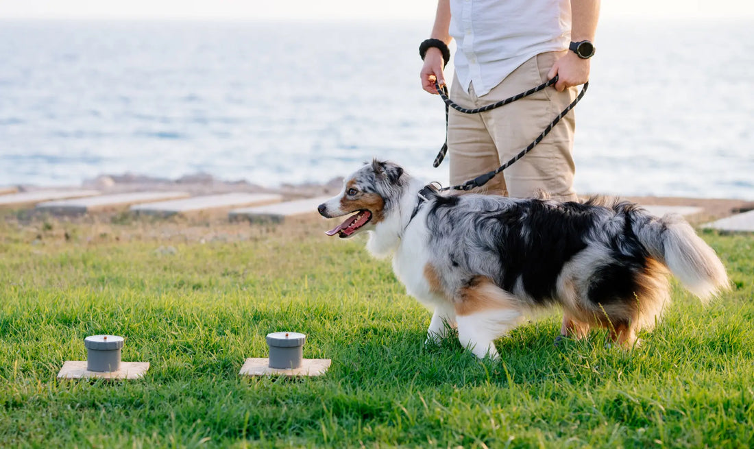 Scent Training for Dogs: Developing Their Natural Abilities