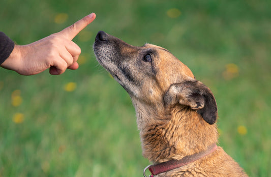 Canine Communication: Understanding Body Language