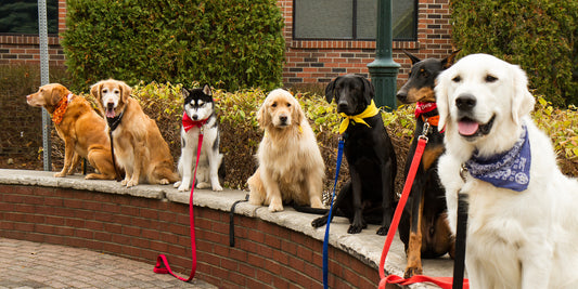 Off-Leash Training: Freedom and Responsibility