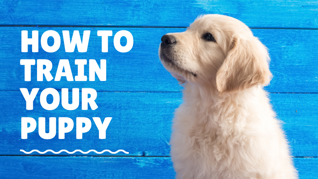 Training Basics for New Puppy Owners