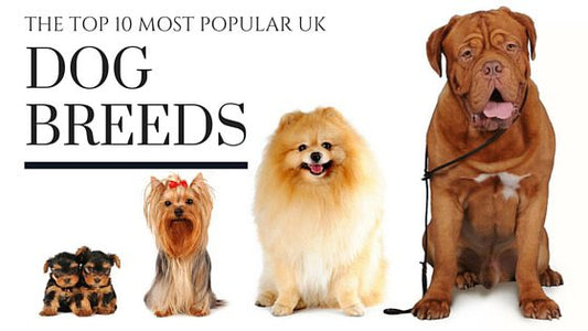 Unveiling the Top Dog Breeds: A Glimpse into the UK's Canine Preferences