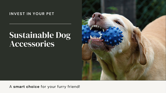 Why Sustainable Dog Accessories Are a Smart Investment for Your Pet