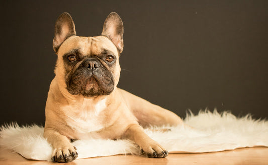 Dog Breeds: French Bulldog