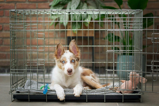 Crate Training Success: Creating a Safe Haven