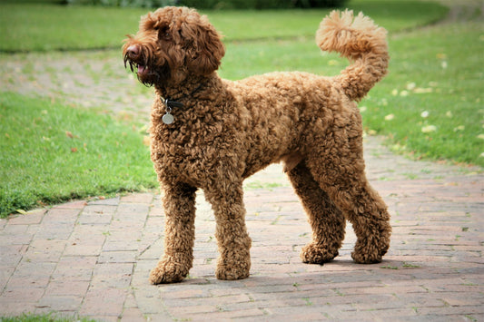 Dog Breeds: Labradoodle