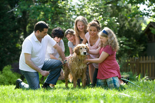 Best Breeds for Families: Choosing the Perfect Canine Companion for Kids