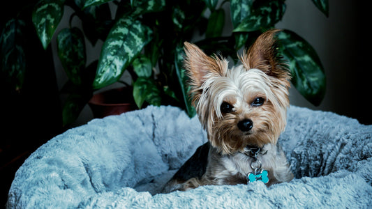 Dog Breeds: Yorkshire Terrier