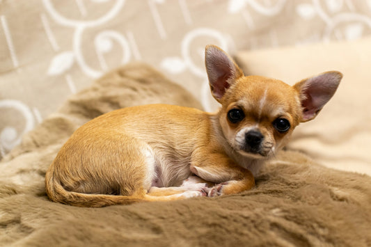 Dog Breeds: Chihuahua