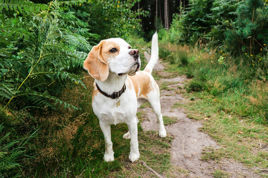 Dog Breeds: Beagle