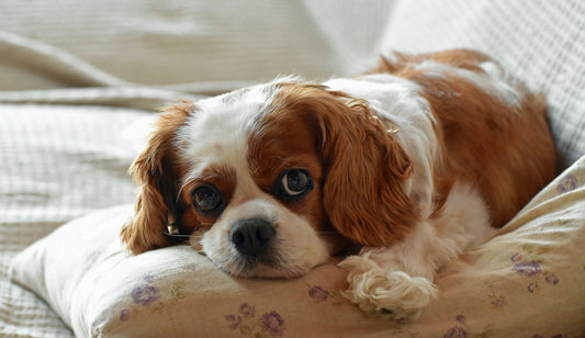 Dog Breeds: Cavalier King Charles Spaniel