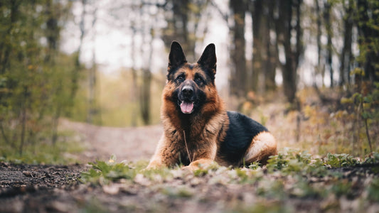 Dog Breeds: German Shepherd