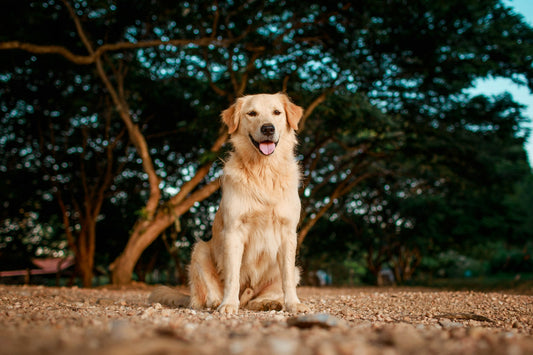 Dog Breeds: Golden Retriever