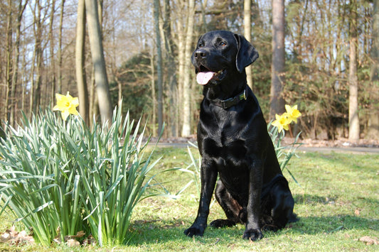 Dog Breeds: Labrador (Retriever)