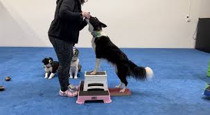 Canine Fitness: Integrating Exercise into Training