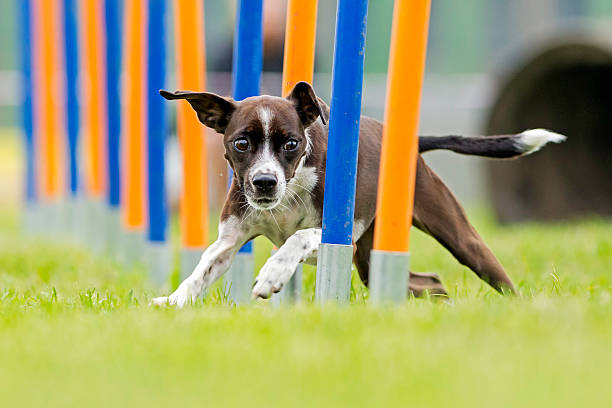 Agility Training at Home: Fun and Fitness for Dogs