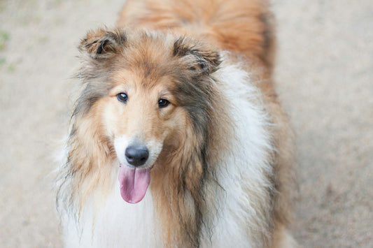 Dog Breeds: Shetland Sheepdog