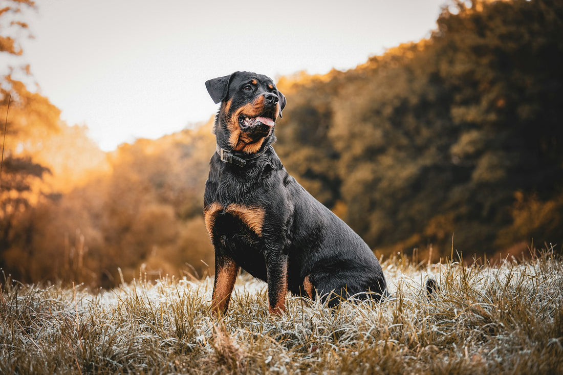 Dog Breeds: Rottweiler