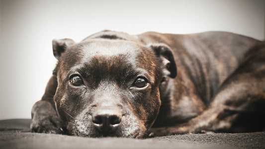 Dog Breeds: Staffordshire Bull Terrier