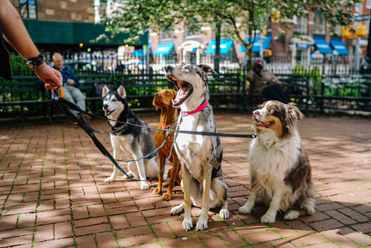 Leash Training: Mastering the Art of Walks