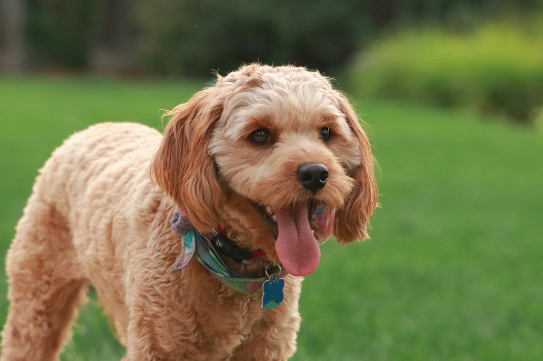 Dog Breeds: Cavapoo