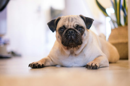 Dog Breeds: Pug