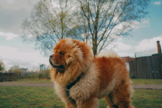 Dog Breeds: Chow Chow