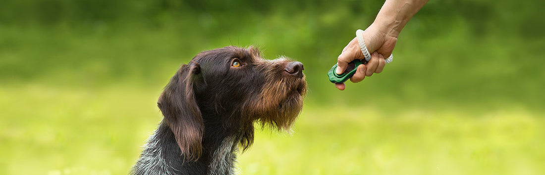 Clicker Training 101: A Fun and Effective Approach