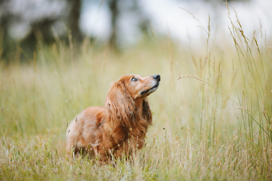 Dog Breeds: Daschund