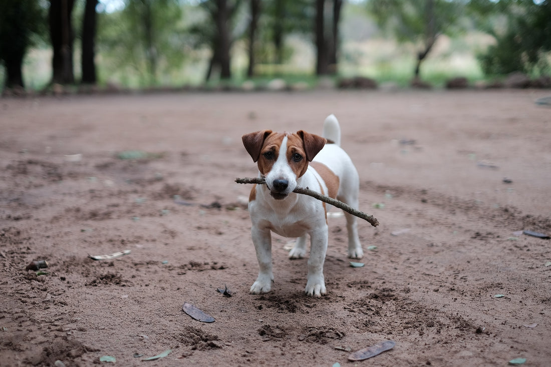 Dog Breeds: Jack Russell Terrier