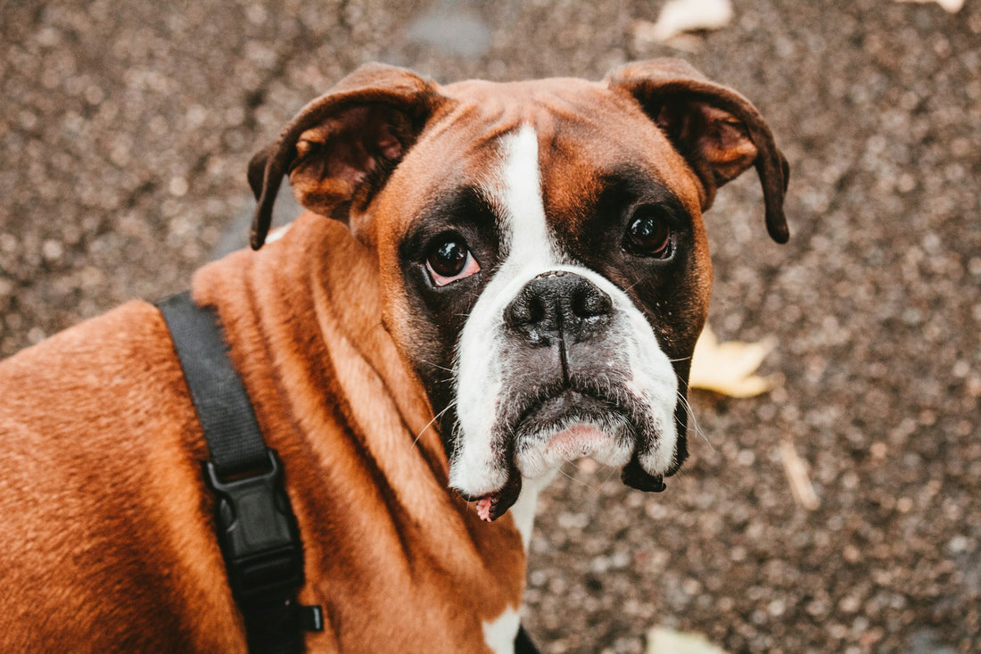 Dog Breeds: Boxer