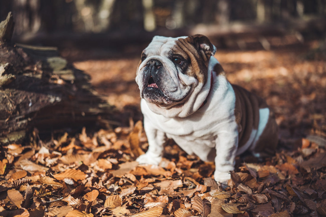 Dog Breeds: The (English) Bulldog