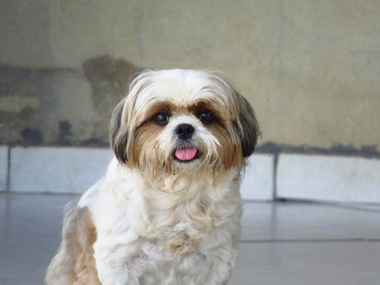 Dog Breeds: Shih Tzu