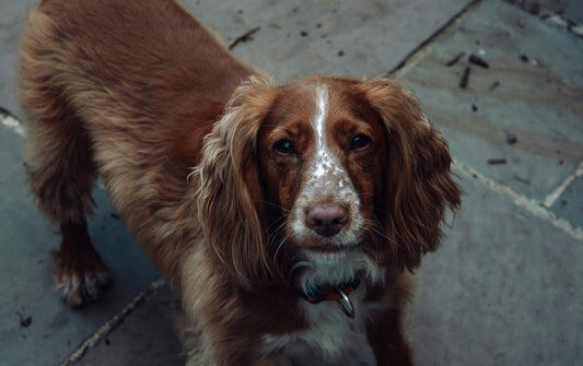 Dog Breeds: Springer Spaniel